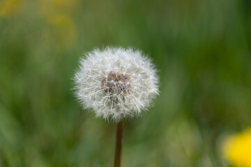 Dandelion puff ball in the sun
