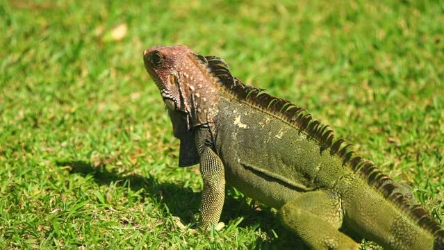 iguana on lawn in slow motion