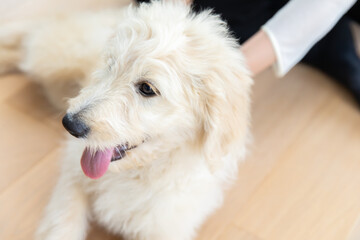 ラブラドゥードル　Labradoodle