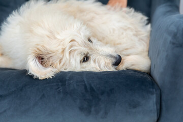 ラブラドゥードル　Labradoodle