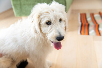 ラブラドゥードル　Labradoodle