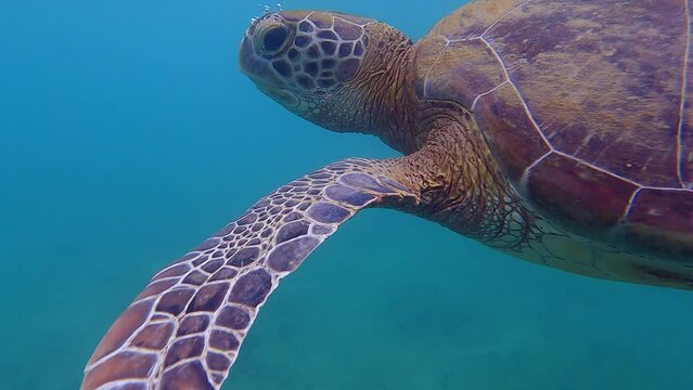 Quick over under: Closeup of swimming sea turtle taking breath of air