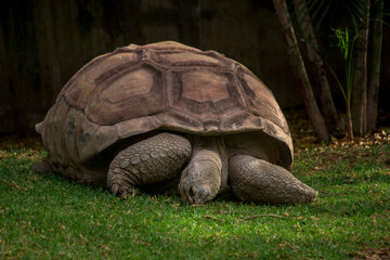 Fototapeta premium Giant tortoise lying on the grass feeding on it