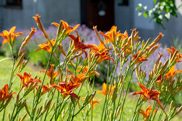 Hemerocallis fulva or the orange day-lily. Corn lily flowering in the garden. Close up. Detail.