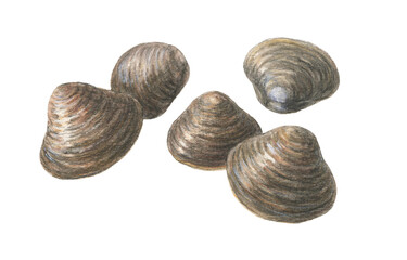 しじみ5個　水彩色鉛筆イラスト