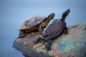 Tartaruga-tigre-d’água (Trachemys dorbigni)