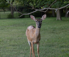 Deer at Jefferson barracks in south county mo bucks and does