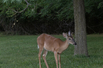 Deer at Jefferson barracks in south county mo bucks and does