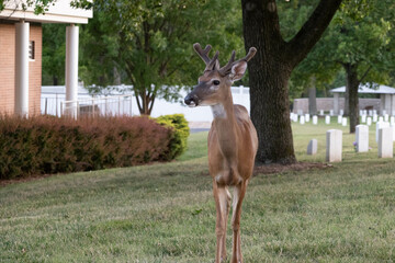 Deer at Jefferson barracks in south county mo bucks and does