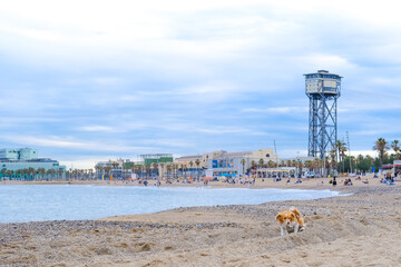 Naklejka premium San Miguel beach in Barcelona overlooking the promenade with many people. Time after sunset. Water and sky are blue, a red-white dog sits on the shore on the sand. City beach