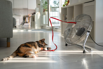 Summer heat and pet at home. Playful cat lying on the floor, escapes from heat with help of fan, playing with red ribbon on wind, top view. Stuffiness in apartment without air conditioning. 
