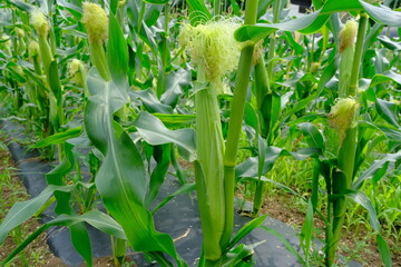 近郊農業のトウモロコシ（東京・府中）