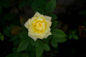 Small and solitary rose flower with a bright yellow color
