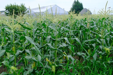 近郊農業のトウモロコシ（東京・府中）