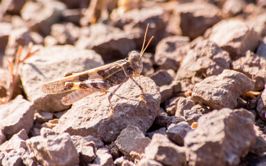 macro de saltamontes 