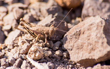 macro de saltamontes 