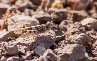 macro de saltamontes 