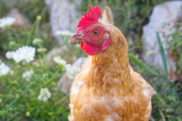 Happy hen in the organic chicken farm. Eco organic chicken farm. Local farm or agriculture. A close up look of healthy Chicken or hen.