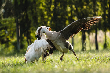 Couple fighting geese on the farm, two geese have a fierce battle on the grass of farm in Thailand, white geese on the green grass opened the wings attacking the lifting