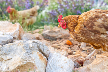 Happy hen in the organic chicken farm. Eco organic chicken farm. Local farm or agriculture. A close up look of healthy Chicken or hen.