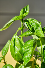 Bush of juicy green fresh basil close-up.