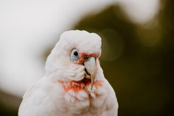 portrait of a dove