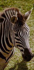 Fototapeta premium portrait of zebra
