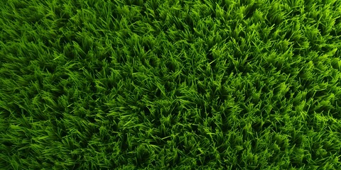 Wide format background image of green carpet of neatly trimmed grass. Beautiful grass texture on bright green mowed lawn, field, grassplot in nature