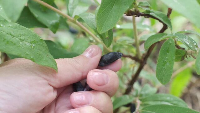 Hand picks blue berries. Honeysuckle branch with blue ripe berries.