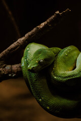 green tree python