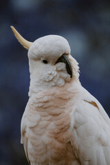 white cockatoo parrot