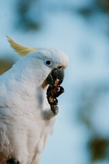 close up of a white parrot