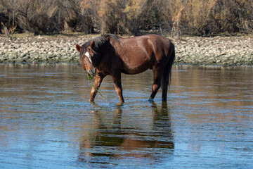 Brown bay wild horse stallion grazing on eel grass in the Salt River near Mesa Arizona United States