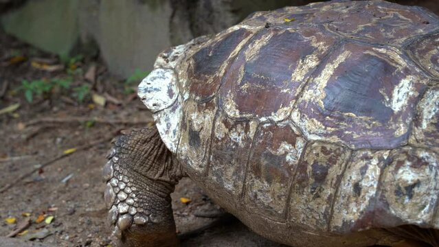 Endangered wildlife species, an old African spurred tortoise, centrochelys sulcata with aged carapace slowly moving forward with its stumpy and padded feet, close up shot.