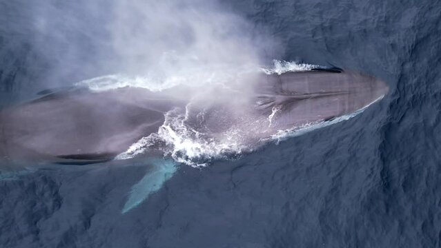 Fin Whales cruises along a whale watch boat to spout before diving deep off of Dana Point California