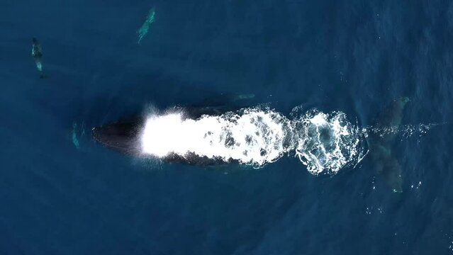 Humpback Whale chases dolphins as he blows a rainbow spout near Dana Point California