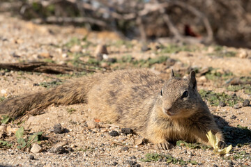 California Squirrels, they’re unforgettable. California Ground Squirrel (Otospermophilus beecheyi) laying out in the warm western sun. Their fur coat conceals them into the desert landscape