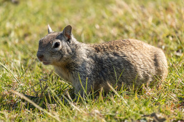 Obraz premium A Grassy Field and a California Ground Squirrel (Otospermophilus beecheyi). Early morning rodent out foraging for seeds and insects before the hot California rises high and the temperature soars