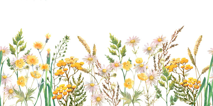 Seamless border with Herbs and wild flowers, leaves, butterflies. Botanical Illustration on white background. Template with place for text.