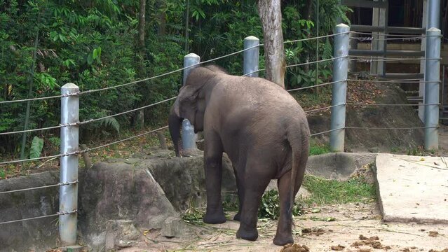 Young Asian elephant, elephas maximus sticking its trunk into a hole, trying to grab some food from the hole in an enclosed environment at the zoo, unnatural animal behaviour.