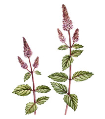 watercolor drawing mint plants with flowers and green leaves, mentha piperita, peppermint,, medicinal plant, aromatic herb, hand drawn illustration © cat_arch_angel