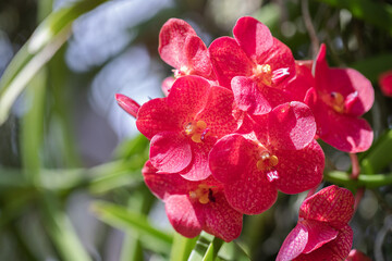 Vanda orchid flower bloom in spring decoration the beauty of nature, A rare wild orchid decorated in tropical garden