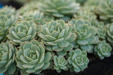 Close up of cactus succulent plants