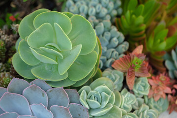 Close up of cactus succulent plants
