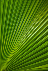 palm leaf texture natural tropical green leaf close up