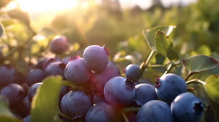 a close-up shot of ripe blueberries being harvested during early morning light, AI-Generated