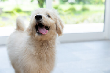 ラブラドゥードル　Labradoodle