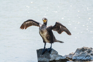 Great cormorant, Phalacrocorax carbo, sits on stone and dries its wings on the wind.