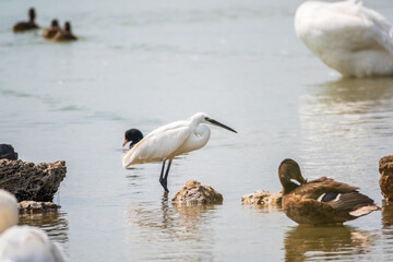 The small white heron or Little egret stands in the lake