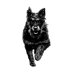 Jagdterrier hand drawing vector isolated on white background.